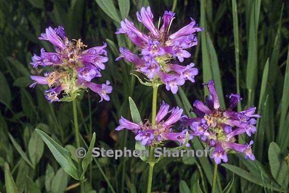 penstemon rydbergii var oreocharis 1 graphic